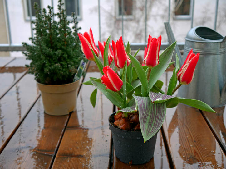 A bouquet of red tulips on a balcony. It is a rainy day. I took some pictures of different angles.