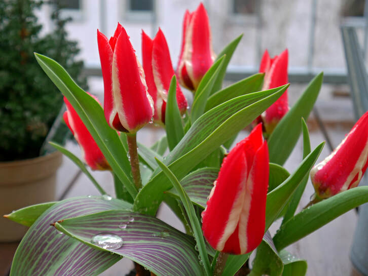 A bouquet of red tulips on a balcony. It is a rainy day. I took some photos of different angles.