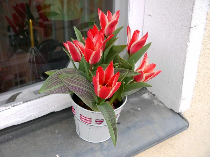 Some red tulips on the windowsill.